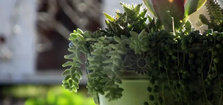 Trailing succulent plants spilling over the edge of a green pot in bright daylight.