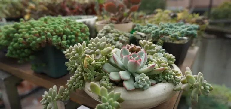 Diverse succulents in small pots arranged on a wooden bench, showcasing various shapes and colors in an outdoor setting.