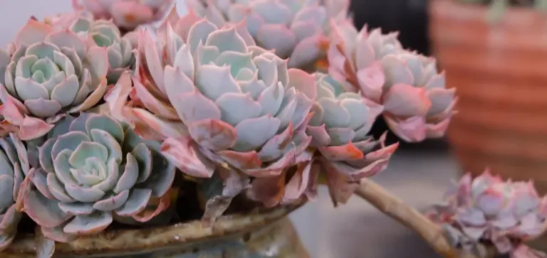 Cluster of pastel-colored rosette succulents (Echeveria) in a shallow pot.
