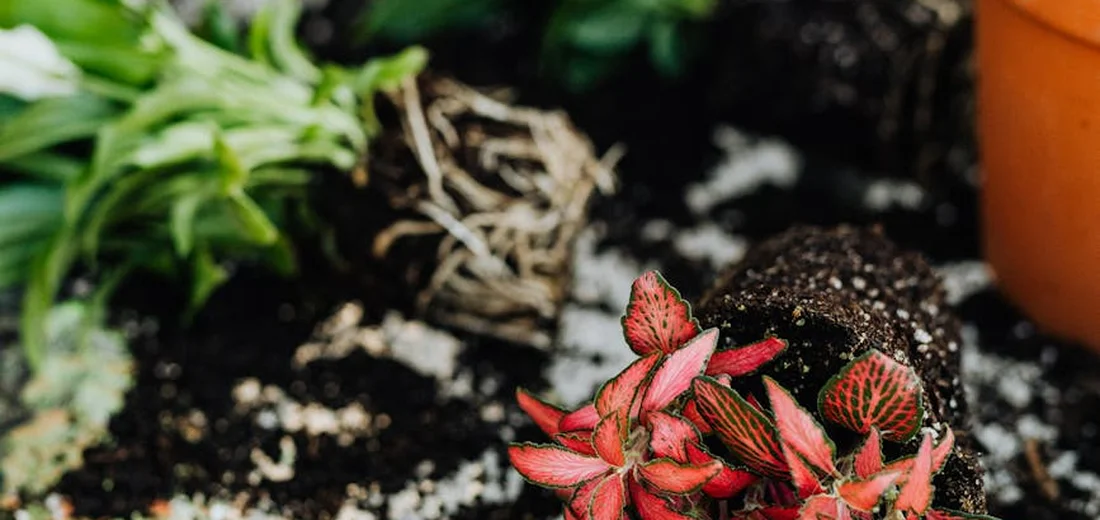 Close-up of small red and pink rosette succulents in soil with a green plant in the background and a terracotta pot nearby.