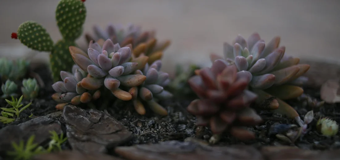 Close-up of a variety of colorful succulent plants growing among rocks, with a small cactus in the background.