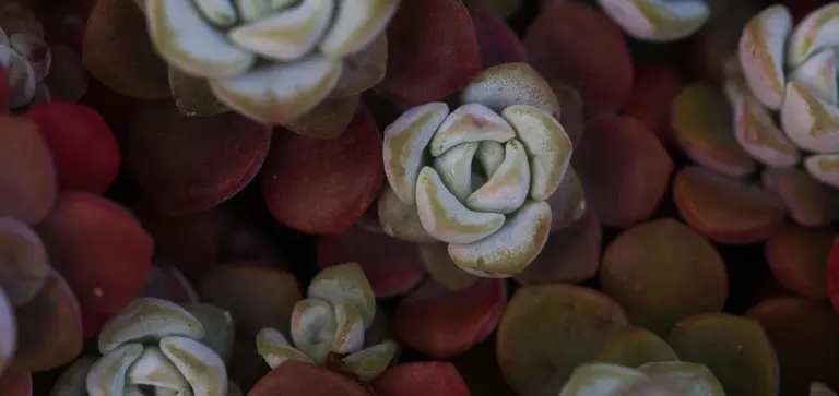 Close-up of rosette-shaped succulents with pale blue-green leaves and pinkish edges among darker green and red-toned succulents.