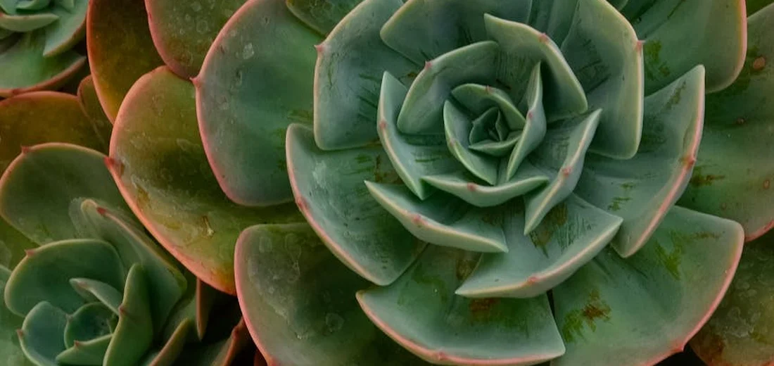 Close-up of green succulent rosettes with thick, fleshy leaves