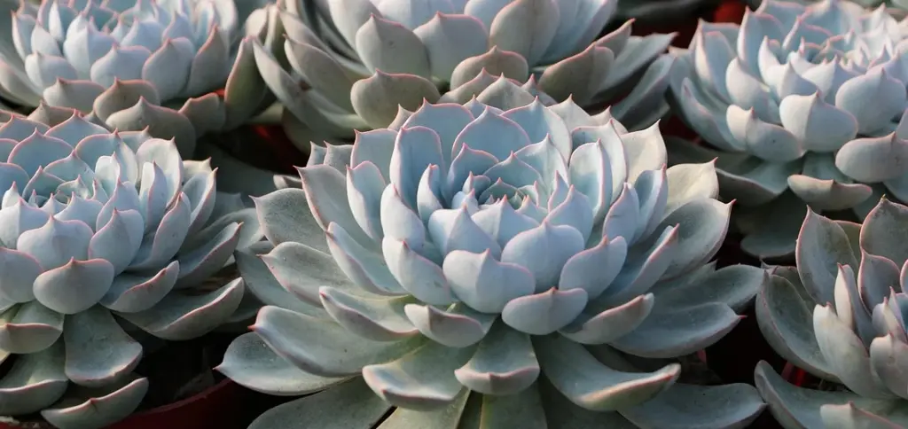 Healthy Succulents: Your Guide to Temperature and Humidity
