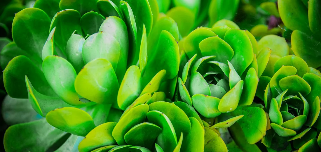 Close-up of vibrant green succulent rosettes with thick fleshy leaves
