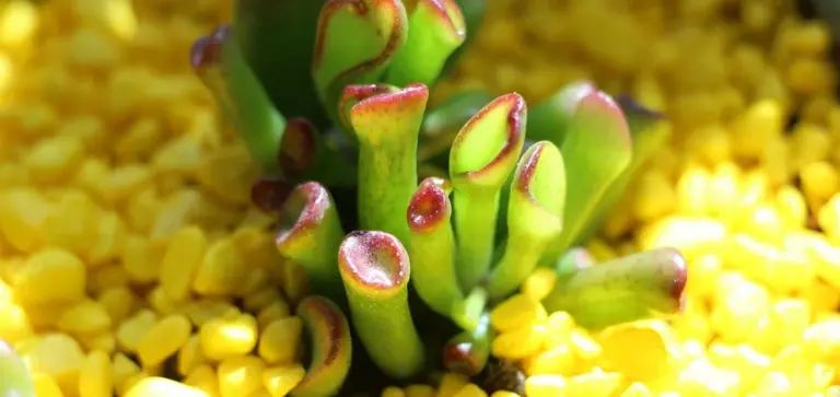 Close-up of a green succulent with red-tipped edges amid yellow gravel.