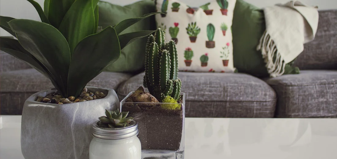 Indoor living room with various succulents in pots on a white coffee table; a gray sofa with cushions and a cactus-pattern pillow in the background.