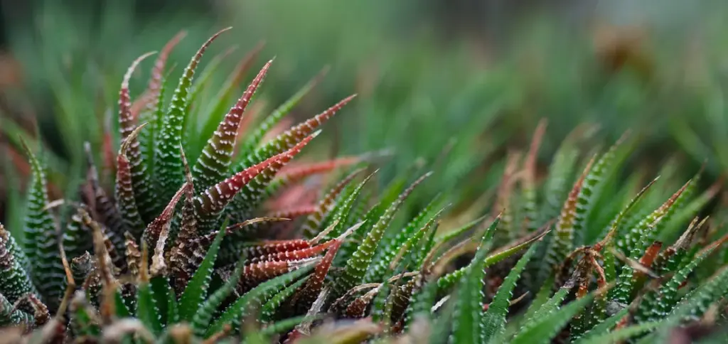 How Succulents Store Water in Their Leaves and Stems