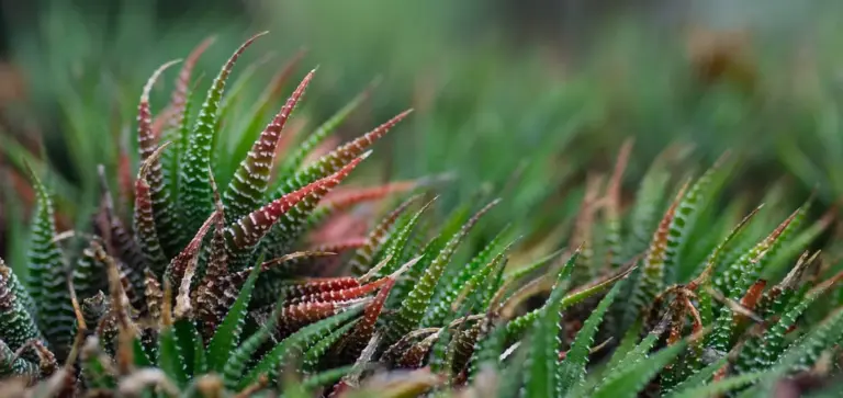 Close-up of green, spiky succulent leaves with red-tipped edges densely packed together.