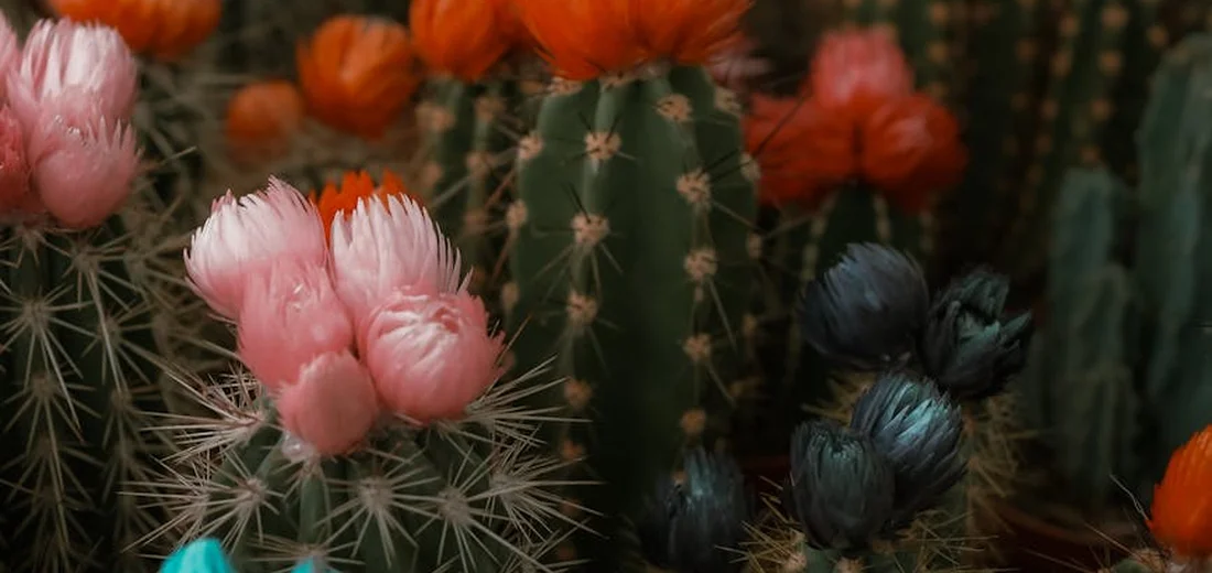 Close-up of a dense cluster of cacti with colorful flowers in pink, orange, and teal hues among spines.