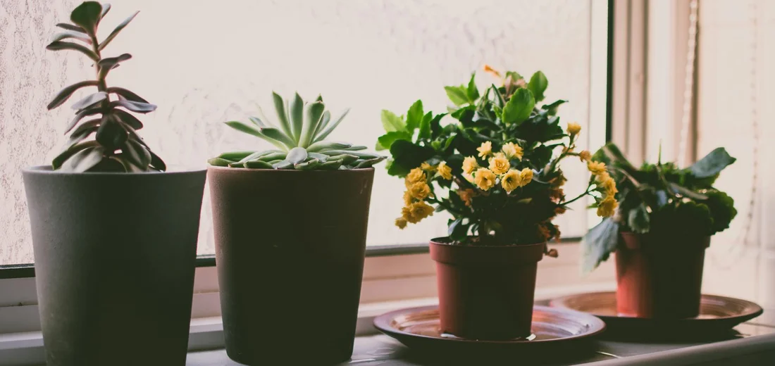 Four potted succulent plants on a windowsill, with varying shapes and shades of green.