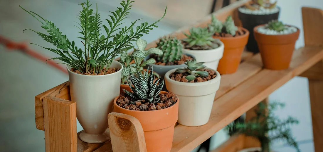A wooden shelf lined with assorted potted plants and succulents, including a tall fern-like plant in a white pot, bathed in natural light.