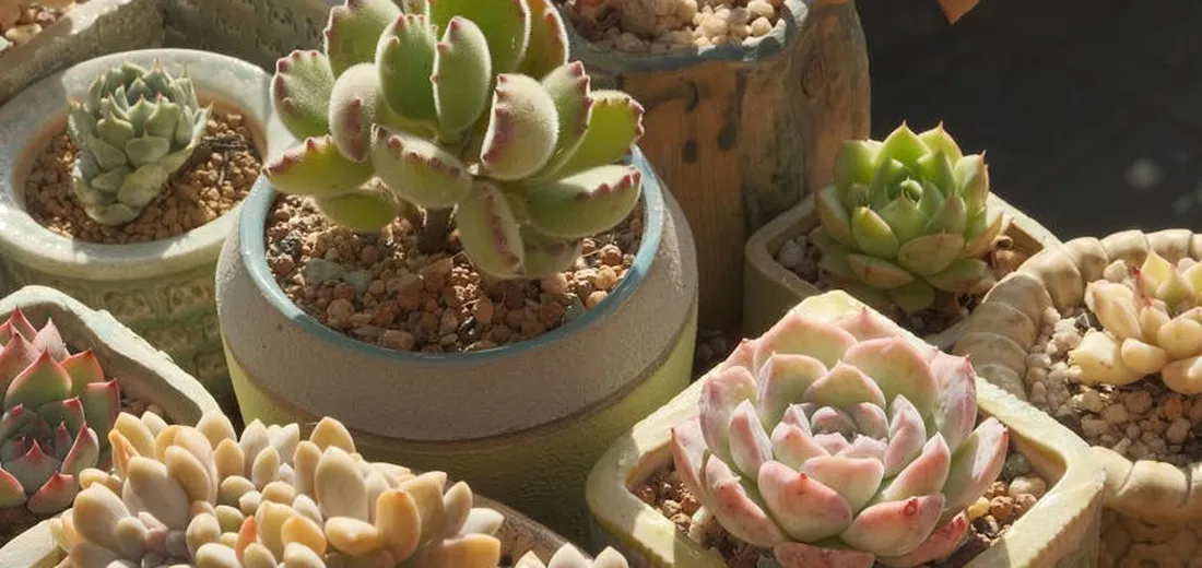 Assorted rosette succulents in small pots basking in bright sunlight