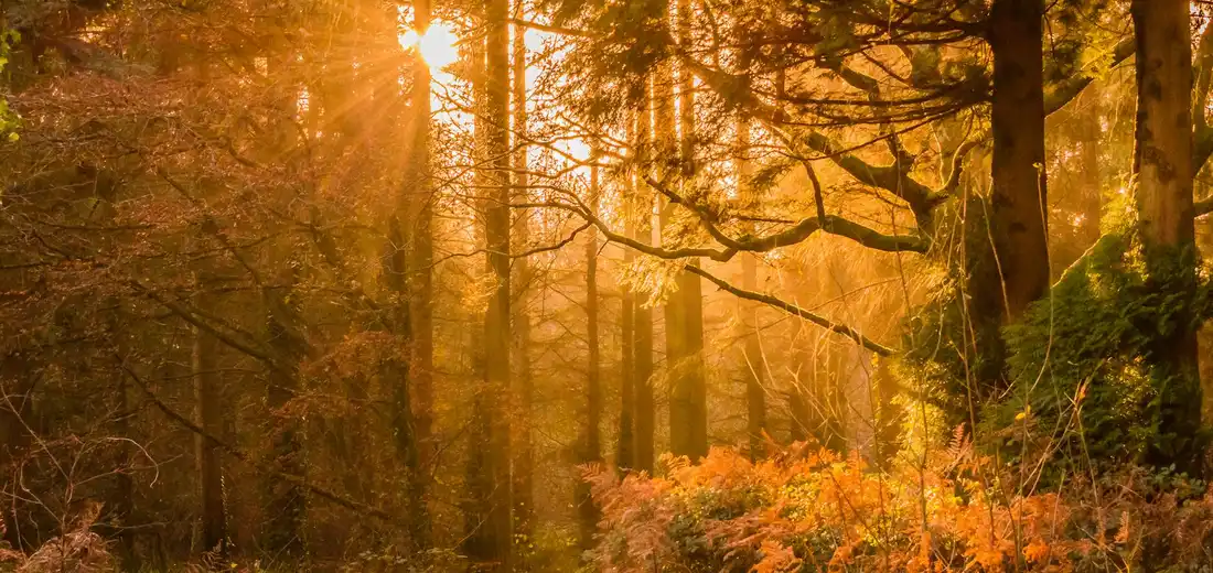 Sunlight filtering through tall trees in a forest with warm autumn tones.