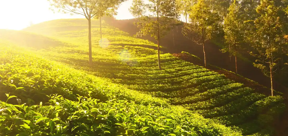 Sunlit hillside with neatly arranged rows of green plants and trees in the background, bathed in warm golden light.