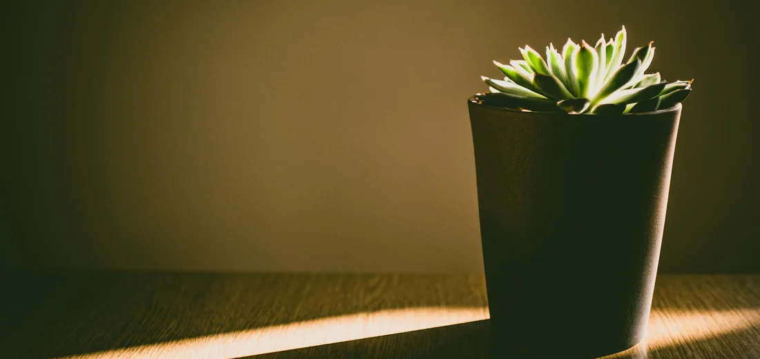 A small succulent in a dark pot sits on a wooden surface with warm, directional light casting a soft shadow.