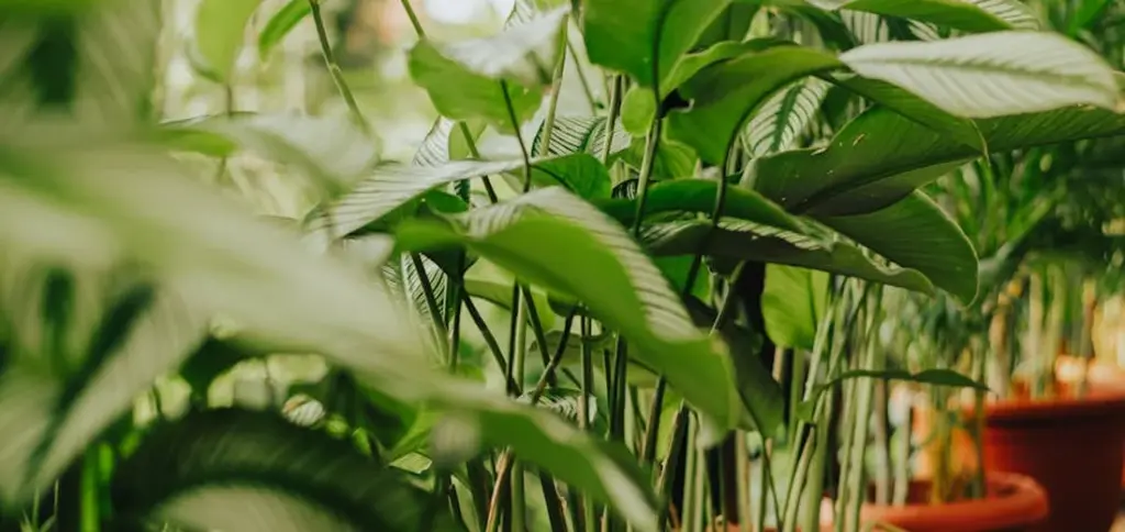 Are Terracotta Pots Good for Indoor Plants?
