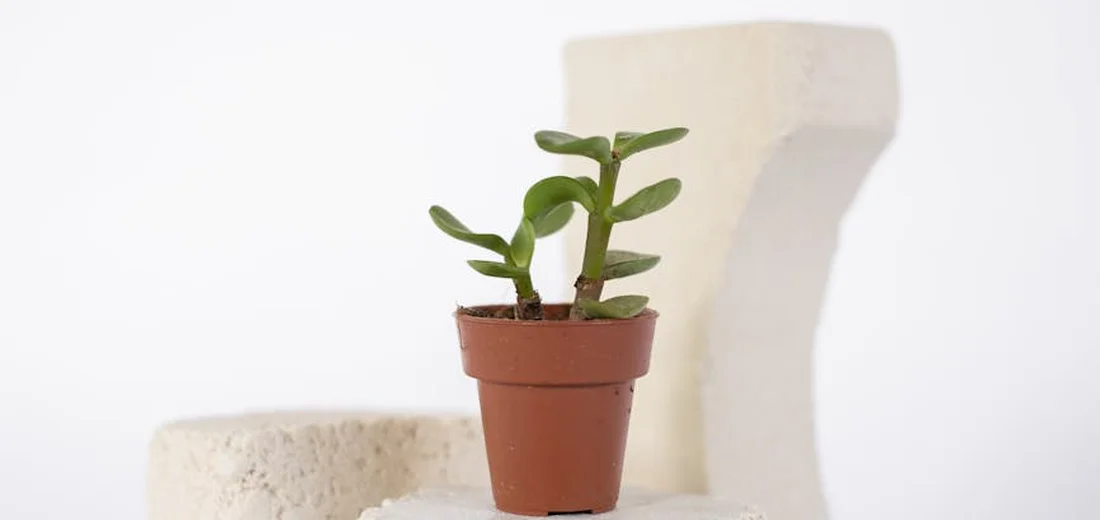 Small terracotta pot with a green succulent on a pale surface, with white sculptural blocks in the background.