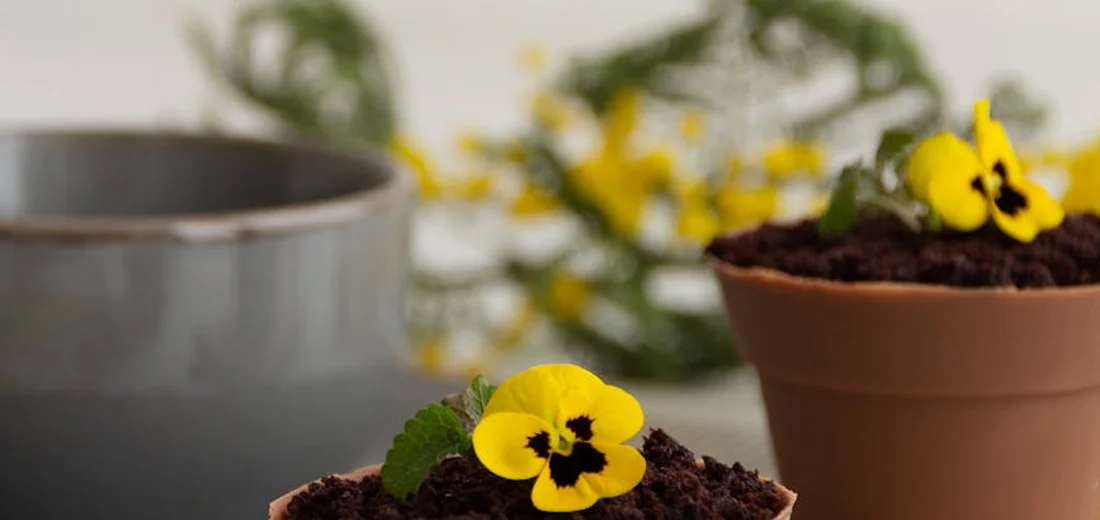 Terracotta pots filled with soil and small yellow flowers against a blurred background