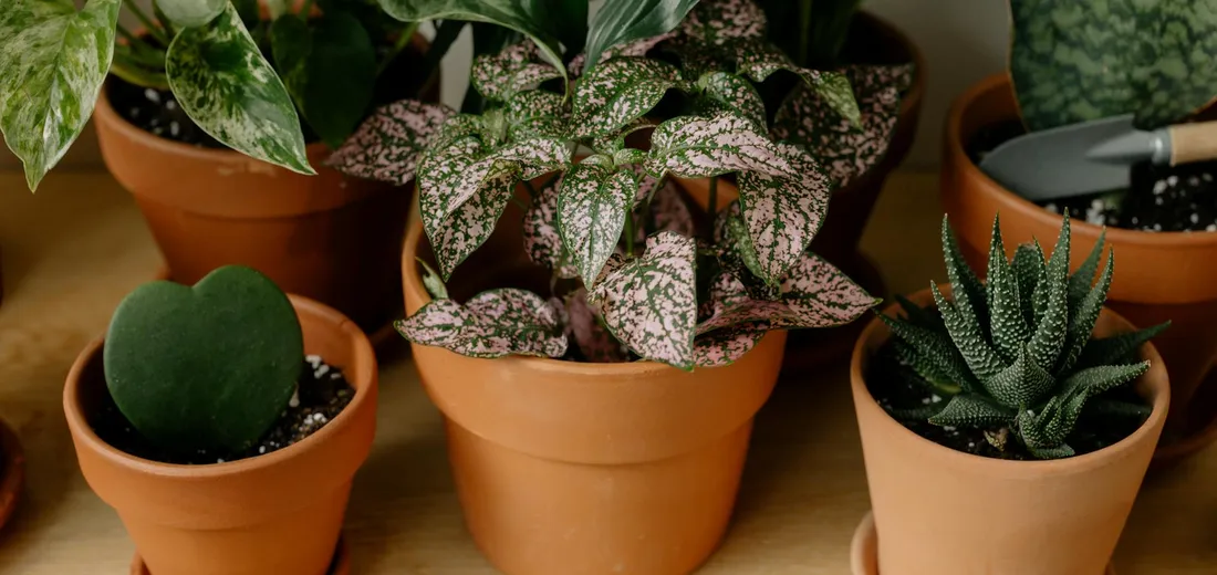 Indoor scene featuring several terracotta pots with assorted houseplants arranged on a wooden surface.