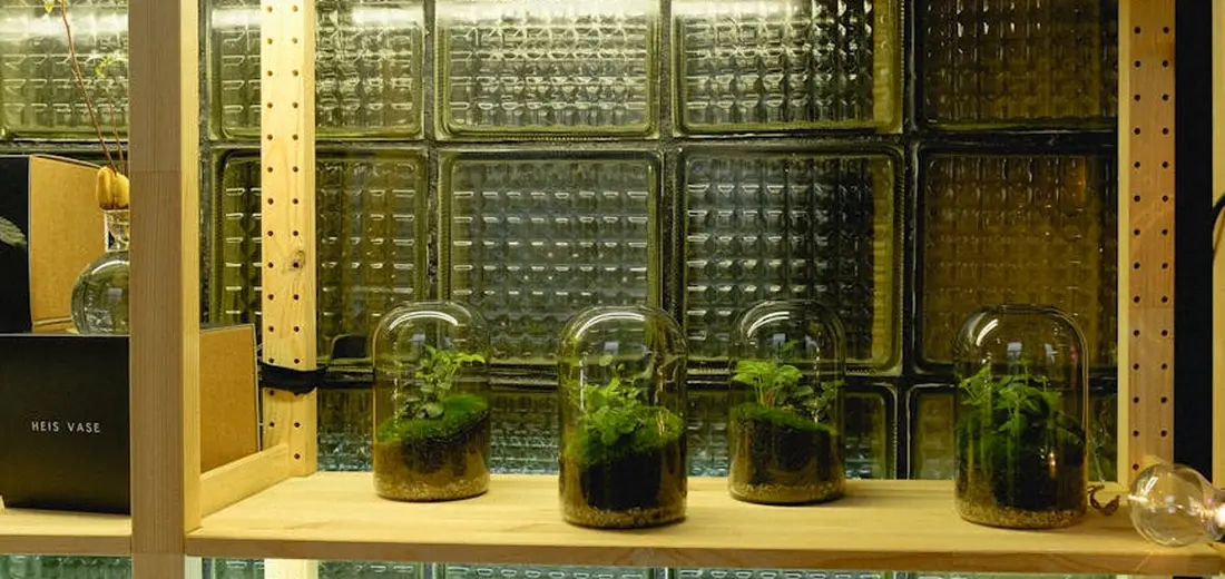 Row of small glass terrariums with plants on a wooden shelf under a glass-block wall.