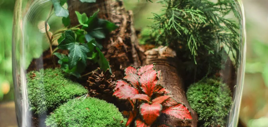 Close-up of a glass terrarium containing vibrant green moss, ivy leaves, a red-leaf plant, and small conifer sprigs.
