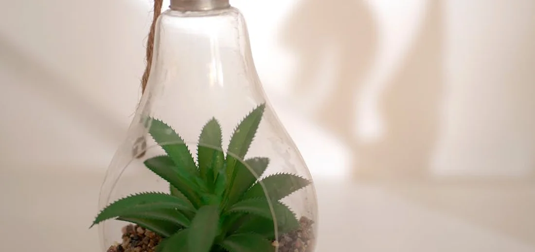 A green succulent inside a clear glass terrarium bottle with pebbles at the base