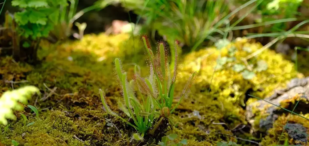 How to Water Succulents in Terrariums: Simple Steps for Healthy Plants