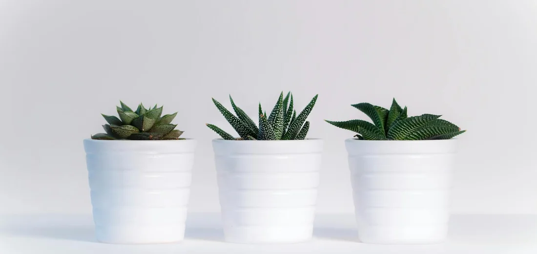 Three small succulent plants in white pots on a light background