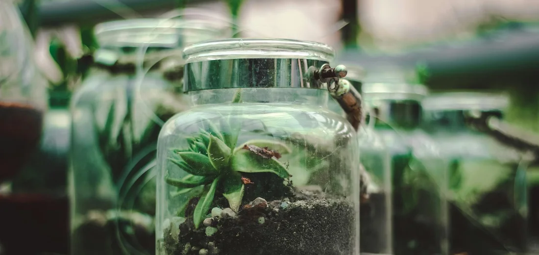 Row of small succulents planted in glass mason jars with visible soil.