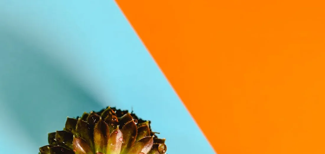 Close-up of a small rosette succulent with brown-green leaves, set against a teal and orange geometric background.