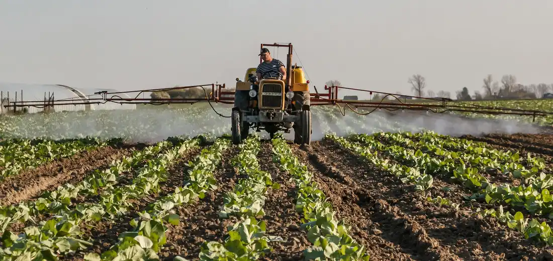 Tractor spraying fertilizer across neat rows of young crops in a field.