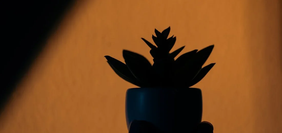 Silhouette of a small succulent in a pot against an amber background, ready for transplanting