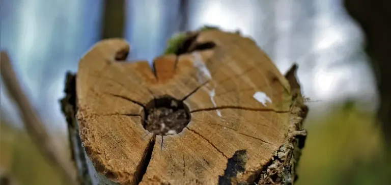 Close-up of a freshly cut tree stump showing growth rings and a central wound, illustrating pruning for size control.
