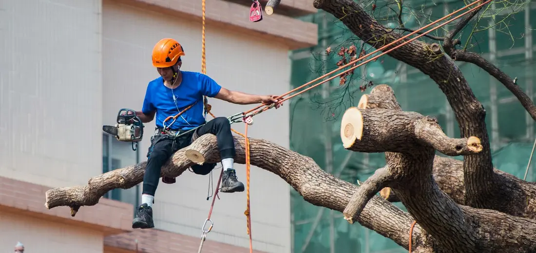 A climber-pruner wearing a helmet and harness trims a large tree branch using rope access, demonstrating careful tool use and safety.