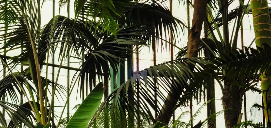 Lush tropical plants with broad leaves in a sunlit greenhouse