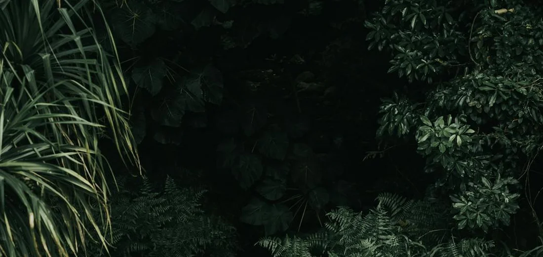 Dense tropical foliage with long, slender leaves on the left and dark, shadowed undergrowth on the right.