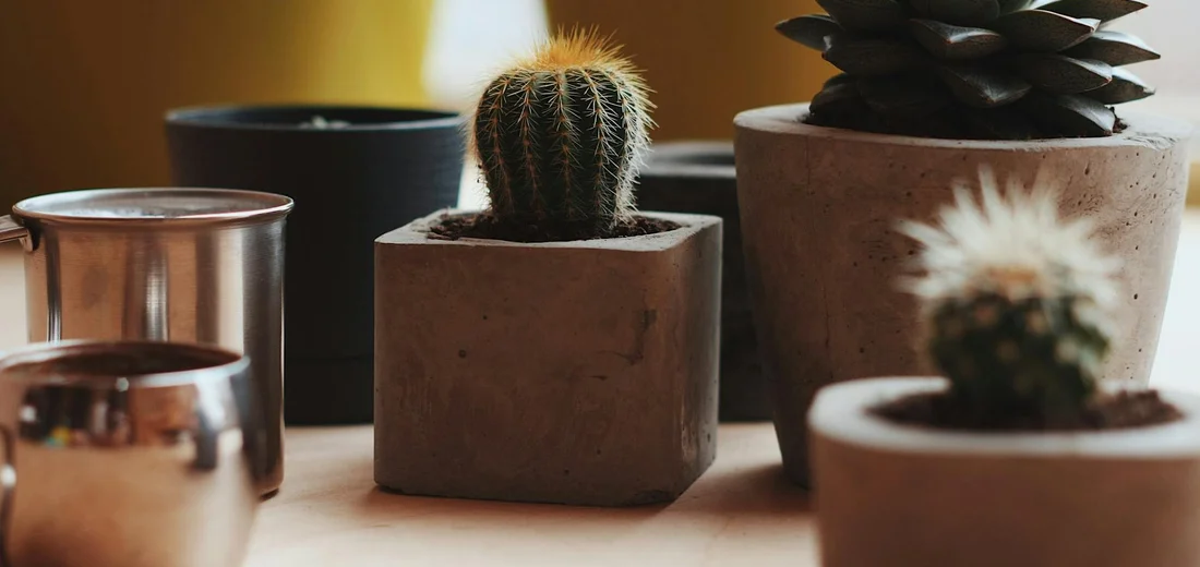 A collection of small potted succulents and cacti on a wooden surface with warm lighting.