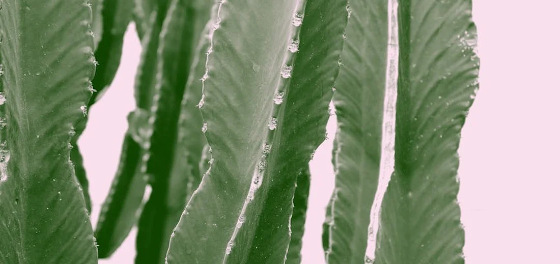 Close-up of wrinkled, elongated green succulent leaves with dry edges against a pale pink background.