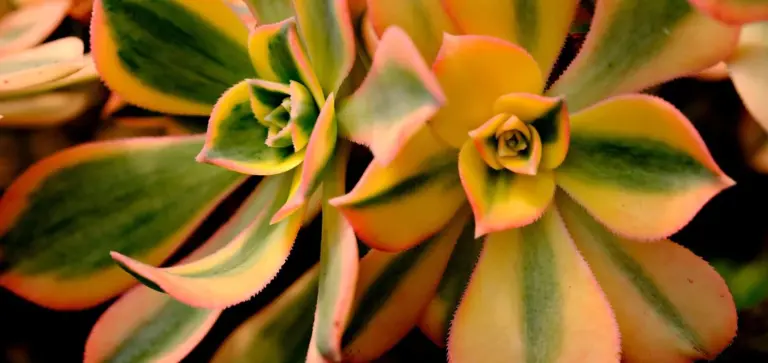Close-up of a variegated succulent with green, yellow, and pink-tinged leaves.