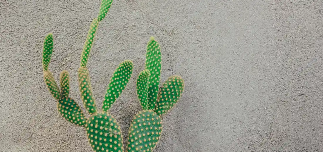 Green cactus pads with white speckles against a textured beige wall.