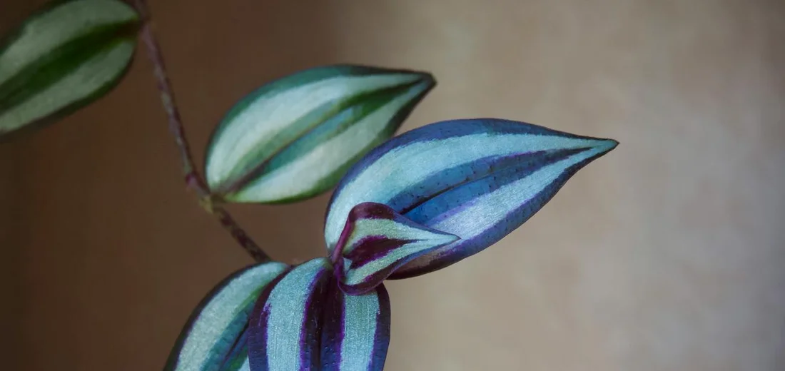 Close-up of a variegated trailing plant with blue, purple, and green leaves against a warm beige background.