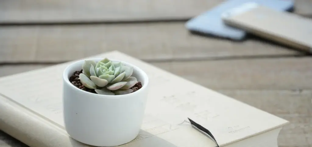 How to Build a Vertical Succulent Garden