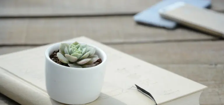 Close-up of a small rosette succulent in a white ceramic pot resting on a notebook.