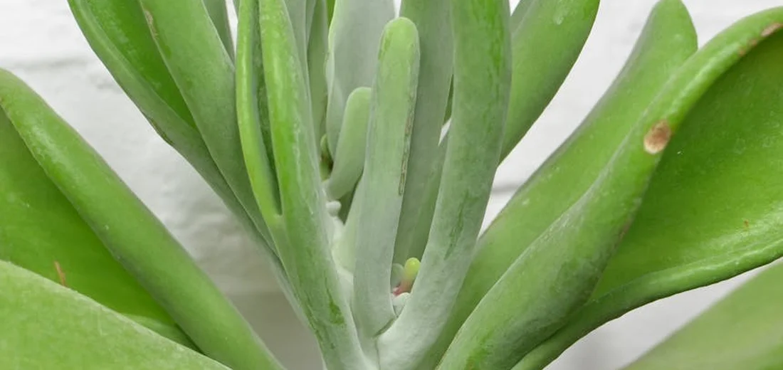 Close-up of thick, green succulent leaves with trailing stems, ready for a vertical garden.
