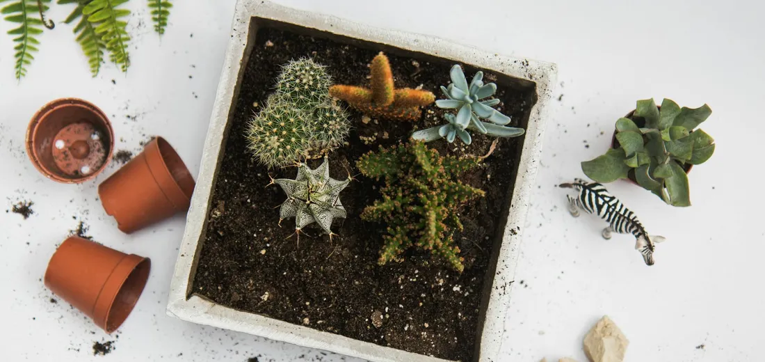 Top-down view of a square planter filled with assorted succulents, surrounded by loose pots and individual plants on a white surface.