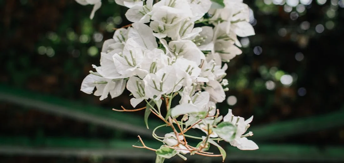 White cascading flowers hanging from a planter with a blurred green background