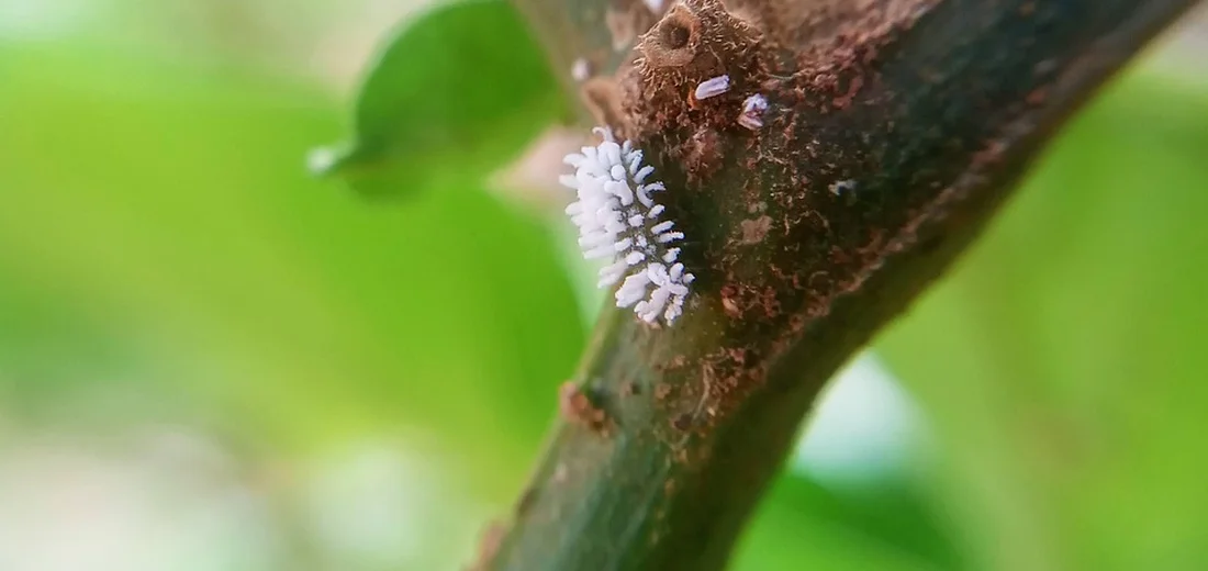 Close-up of white scale insects attached to a plant stem