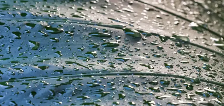 Close-up of a leaf with water droplets on its surface