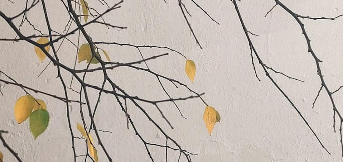 Bare branches with a few yellow leaves against a light, textured wall